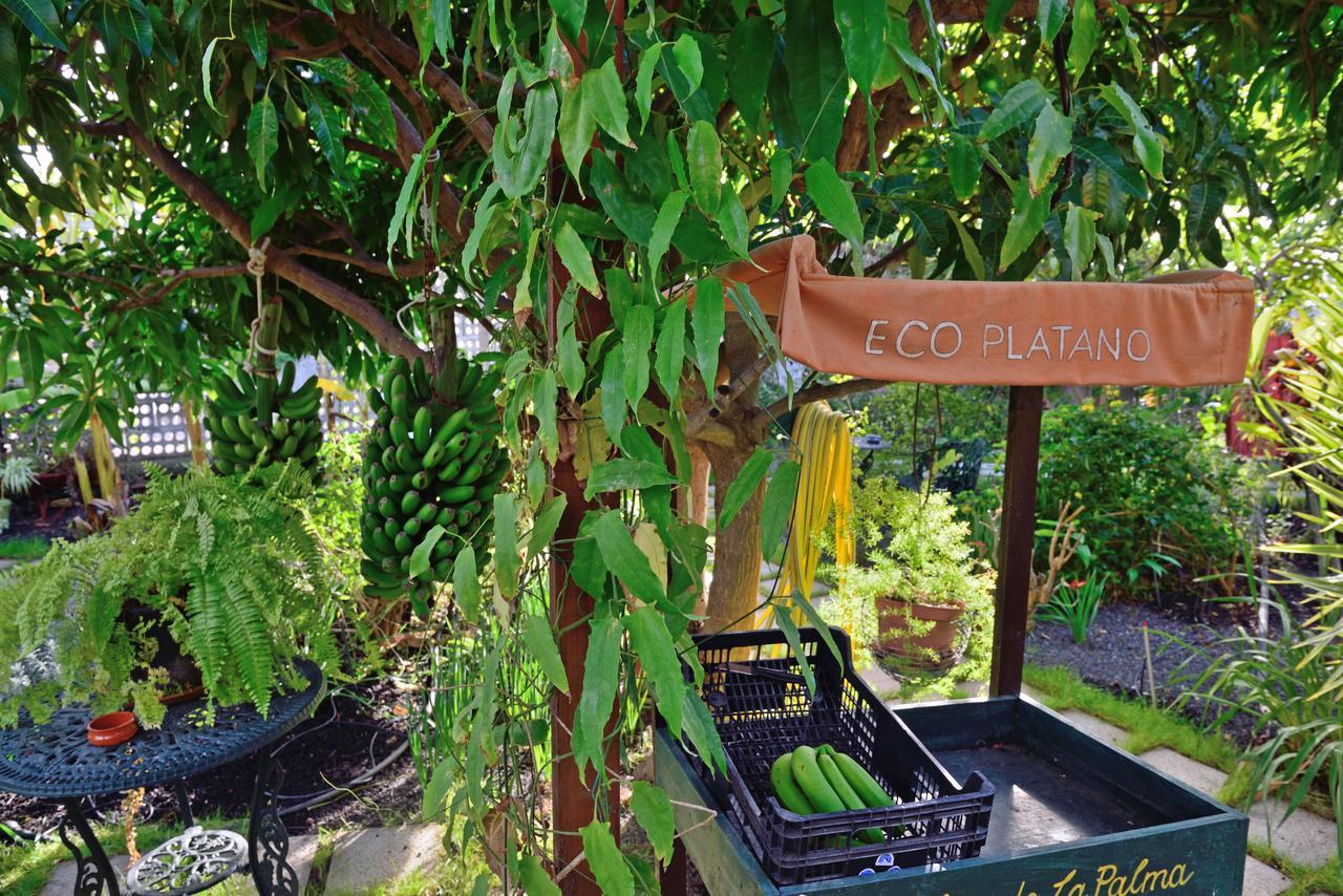 Apartamentos Adjovimar Los Llanos De Aridane Εξωτερικό φωτογραφία